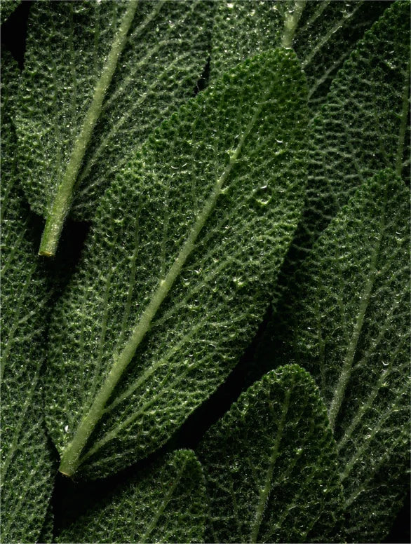 Deep Cleanse Scalp Scrub, Rosemary & Mint - Hivora